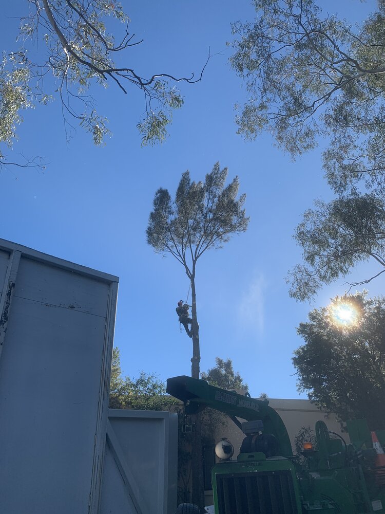 tree and chipper