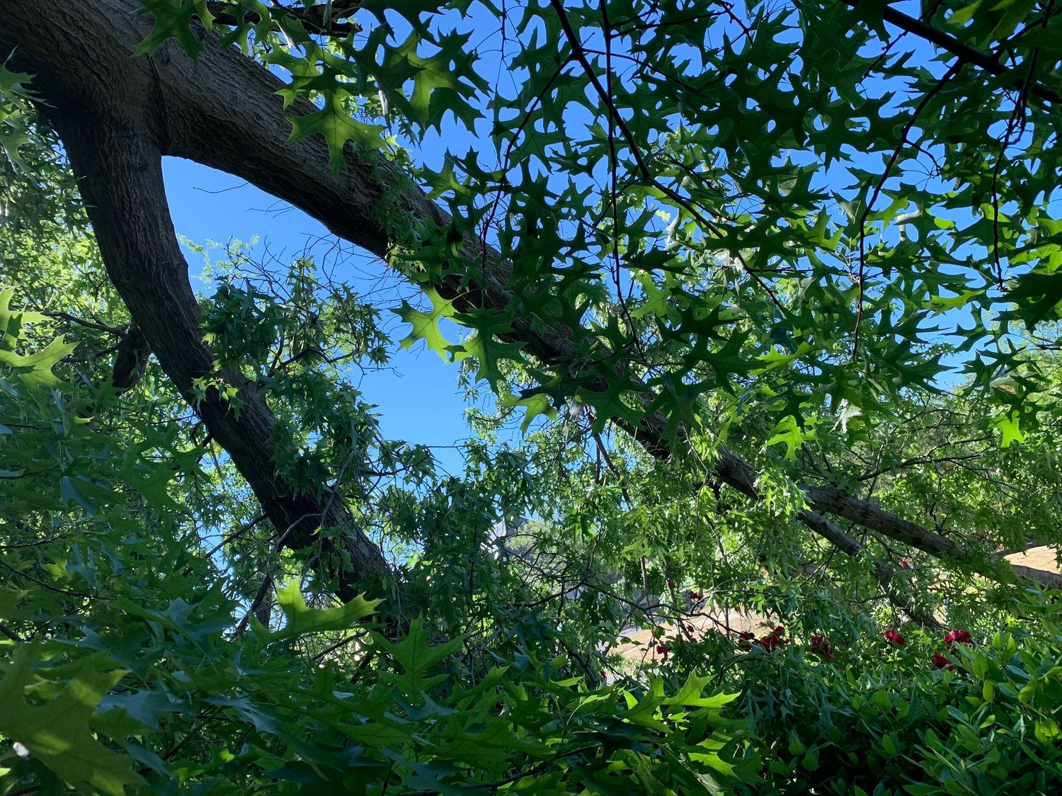 tree branch