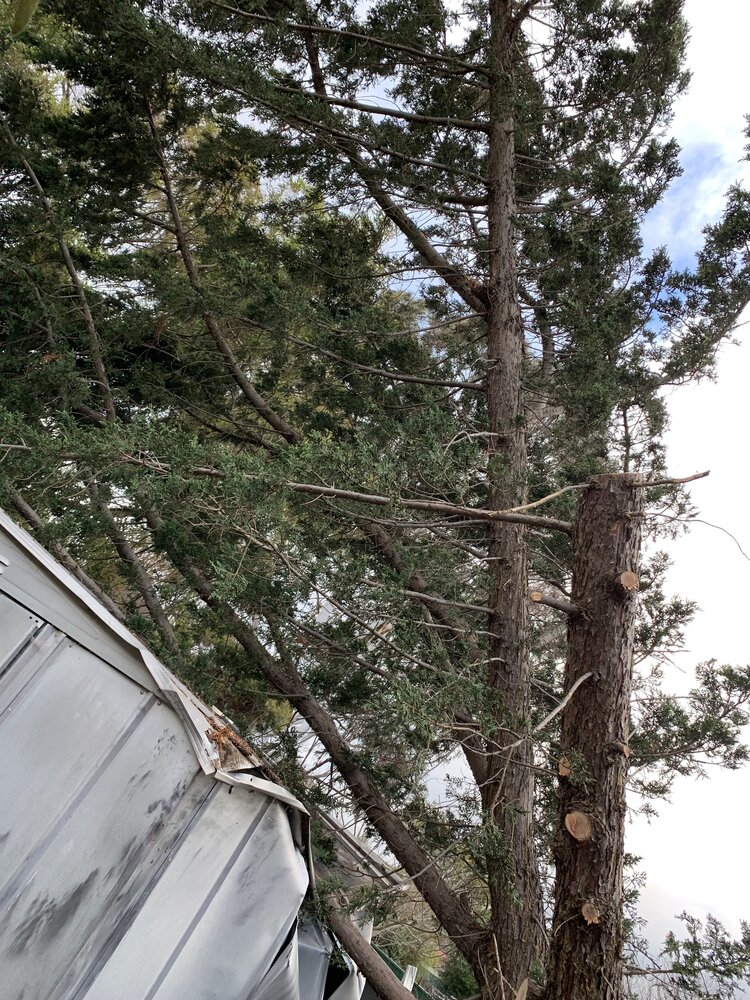 pine tree leaning on roof after storm