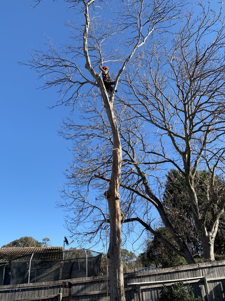 climber in tree