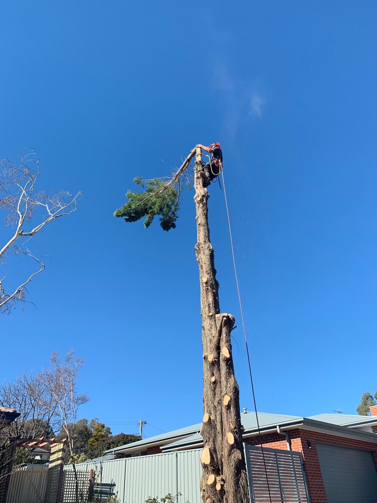 Tree removal arborist in tree
