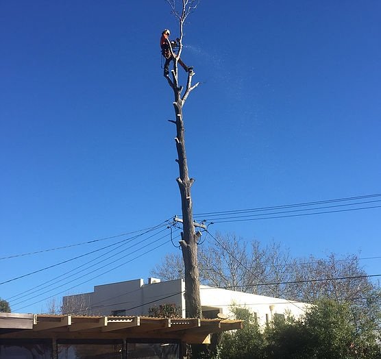 arborist removing tree