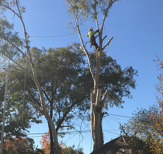 arborist in tree