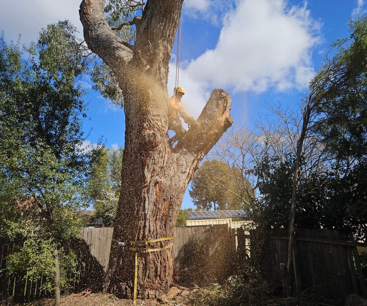 arborist in tree