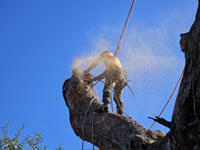 Arborist removing tree in Sutton