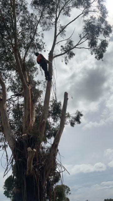 Arborist in Tree removal Uriarra Village