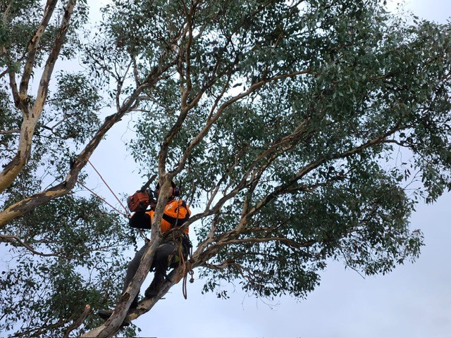 arborist cutting tree