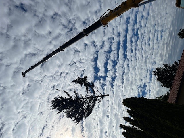 Crane removing tree branch