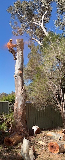 Arborist removing tree in belconnen